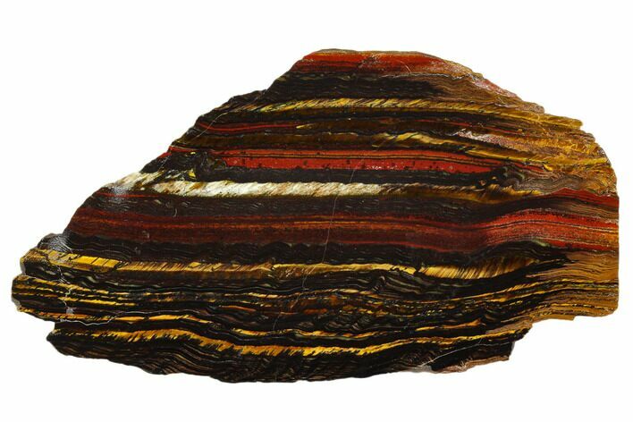 Polished Tiger Iron Stromatolite - Billion Years #129195